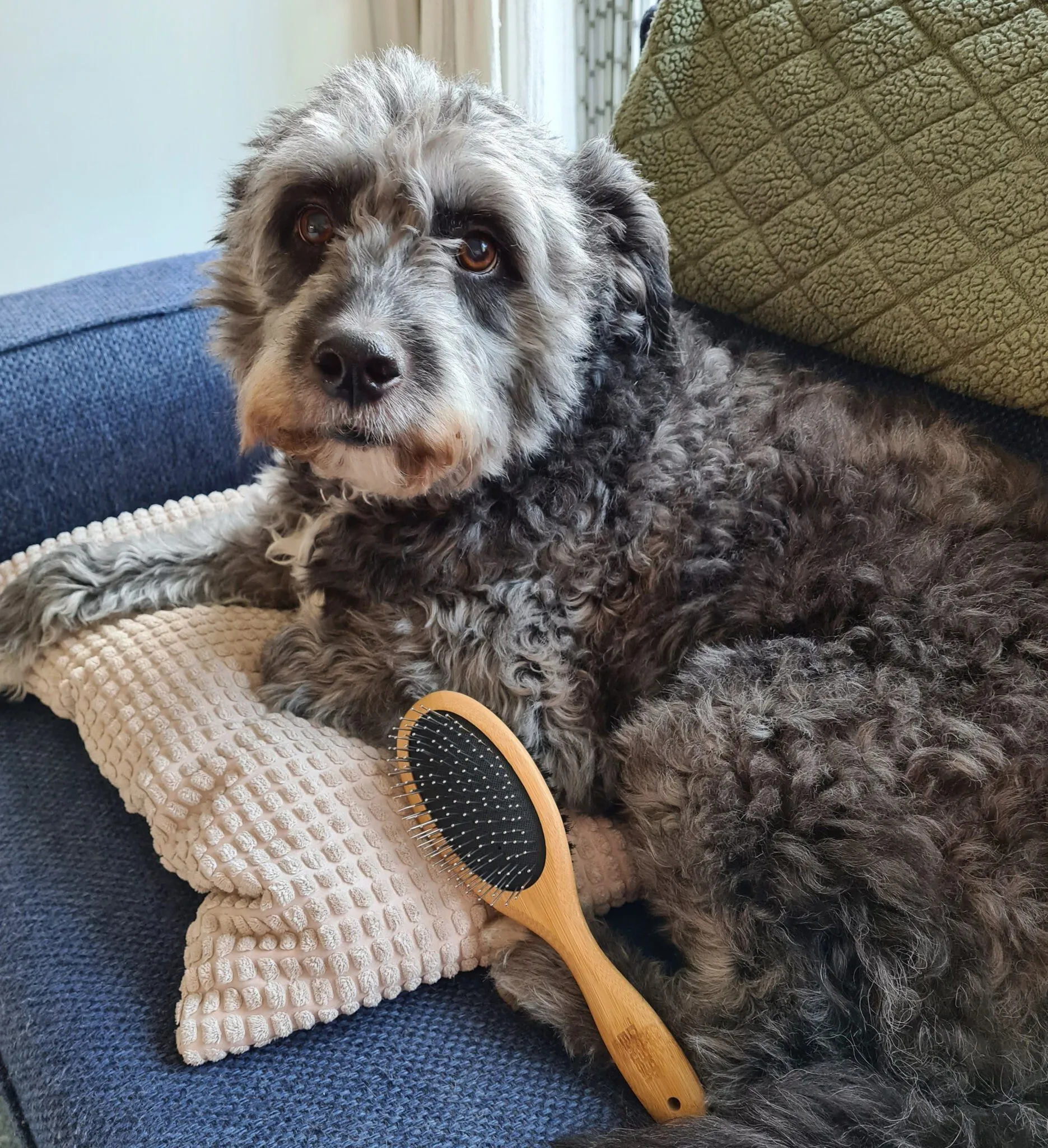 Doggy Brush Slicker Brush